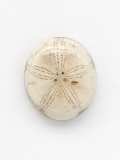 Sea Urchin (Sand Dollar) Fossil Cabochon – Mexican Echinoid