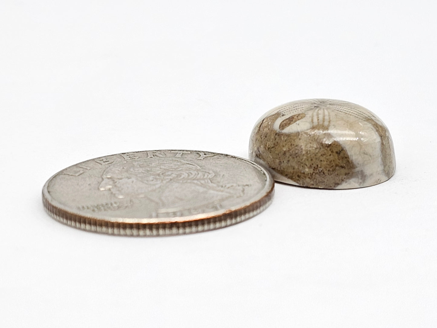 Sea Urchin (Sand Dollar) Fossil Cabochon – Mexican Echinoid