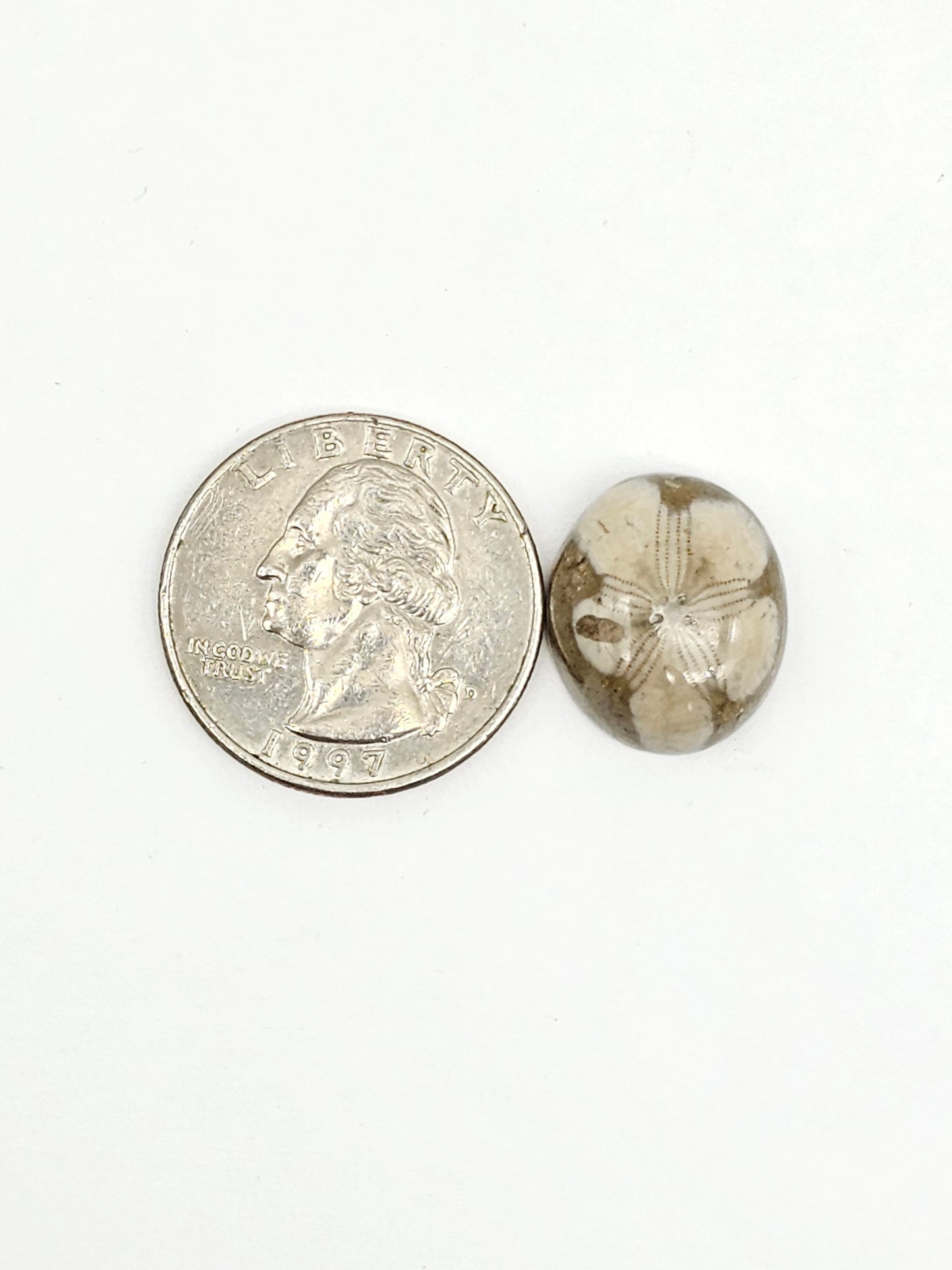 Sea Urchin (Sand Dollar) Fossil Cabochon – Mexican Echinoid