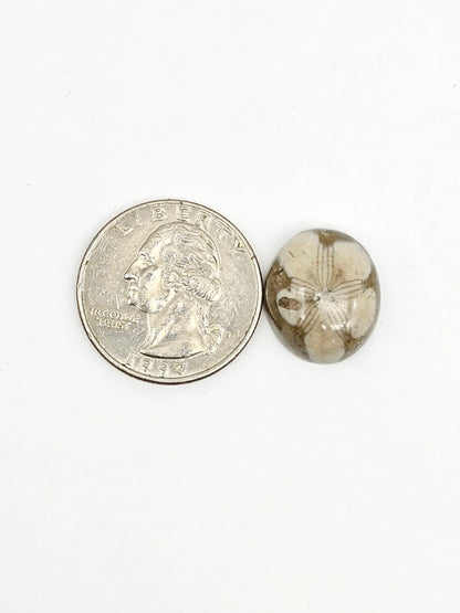 Sea Urchin (Sand Dollar) Fossil Cabochon – Mexican Echinoid