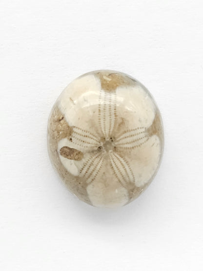 Sea Urchin (Sand Dollar) Fossil Cabochon – Mexican Echinoid