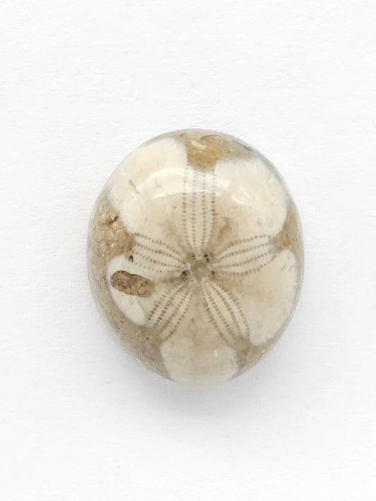 Sea Urchin (Sand Dollar) Fossil Cabochon – Mexican Echinoid