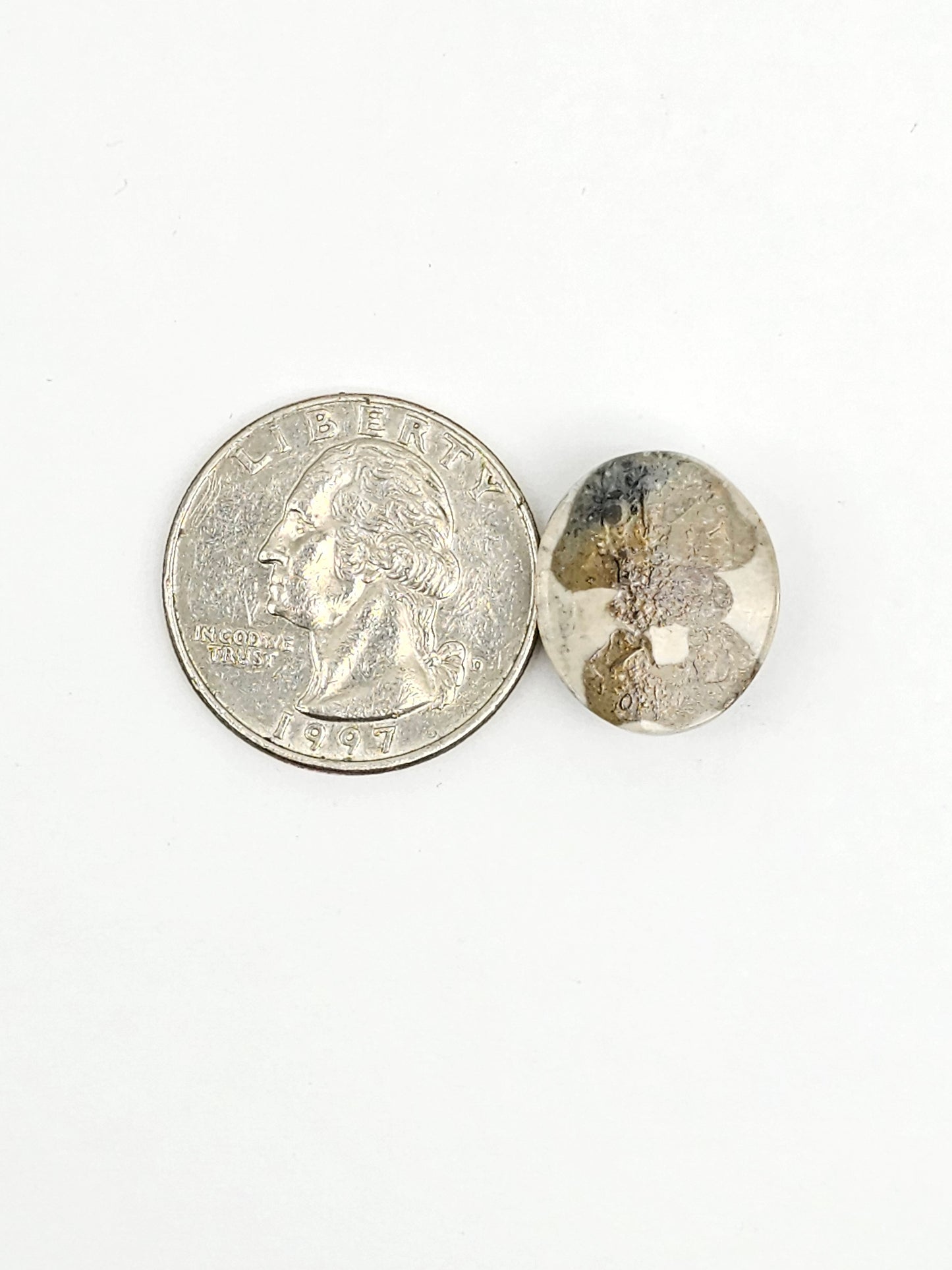 Sea Urchin (Sand Dollar) Fossil Cabochon – Mexican Echinoid