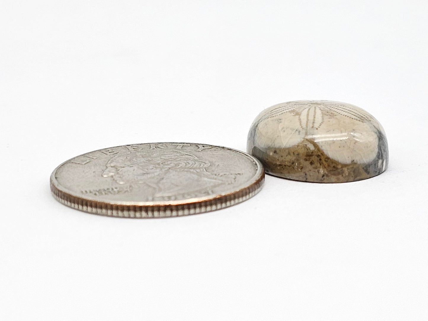Sea Urchin (Sand Dollar) Fossil Cabochon – Mexican Echinoid
