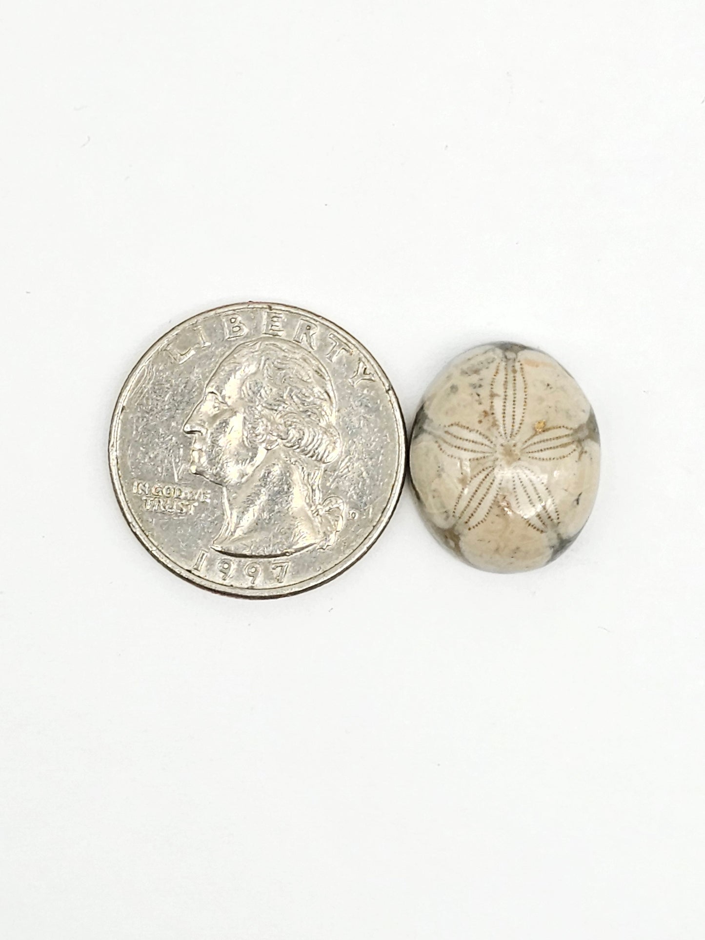 Sea Urchin (Sand Dollar) Fossil Cabochon – Mexican Echinoid