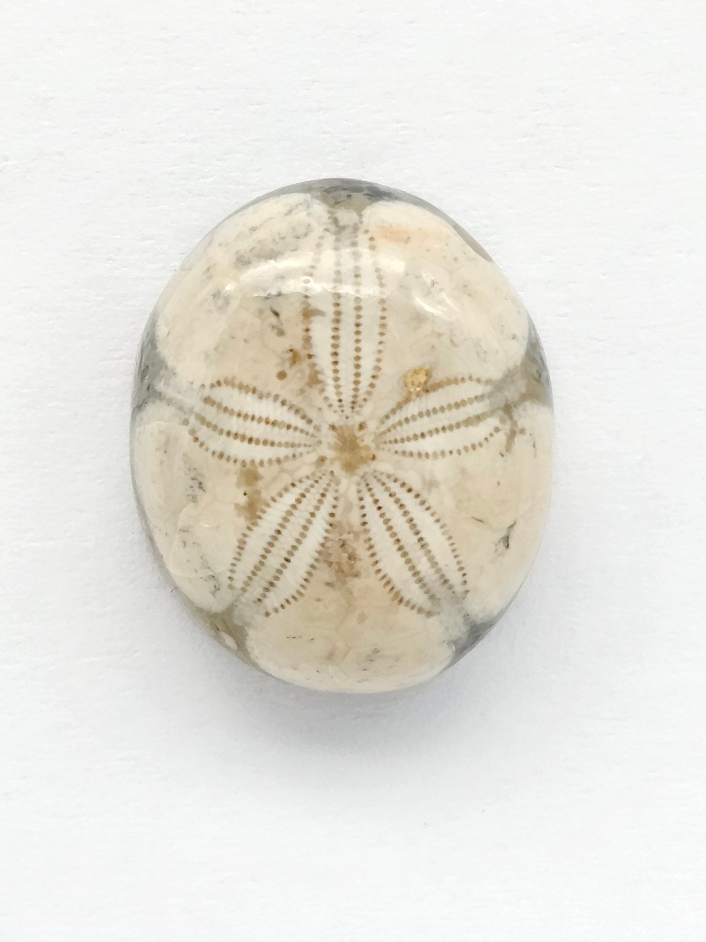 Sea Urchin (Sand Dollar) Fossil Cabochon – Mexican Echinoid