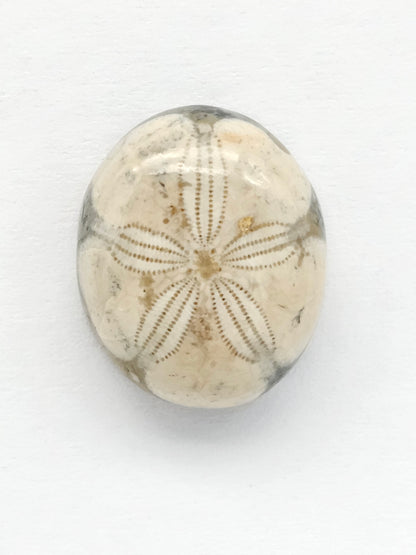 Sea Urchin (Sand Dollar) Fossil Cabochon – Mexican Echinoid