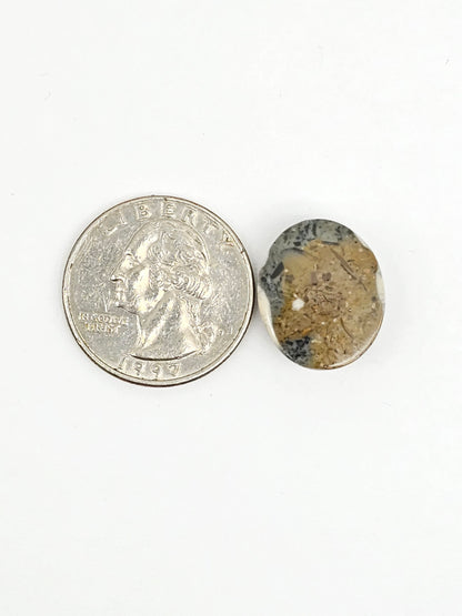 Sea Urchin (Sand Dollar) Fossil Cabochon – Mexican Echinoid