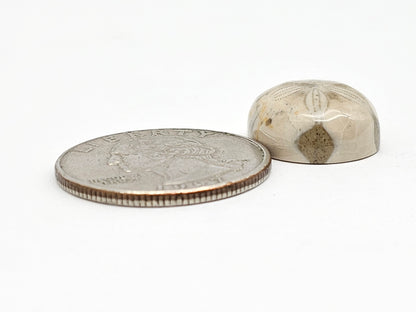 Sea Urchin (Sand Dollar) Fossil Cabochon – Mexican Echinoid