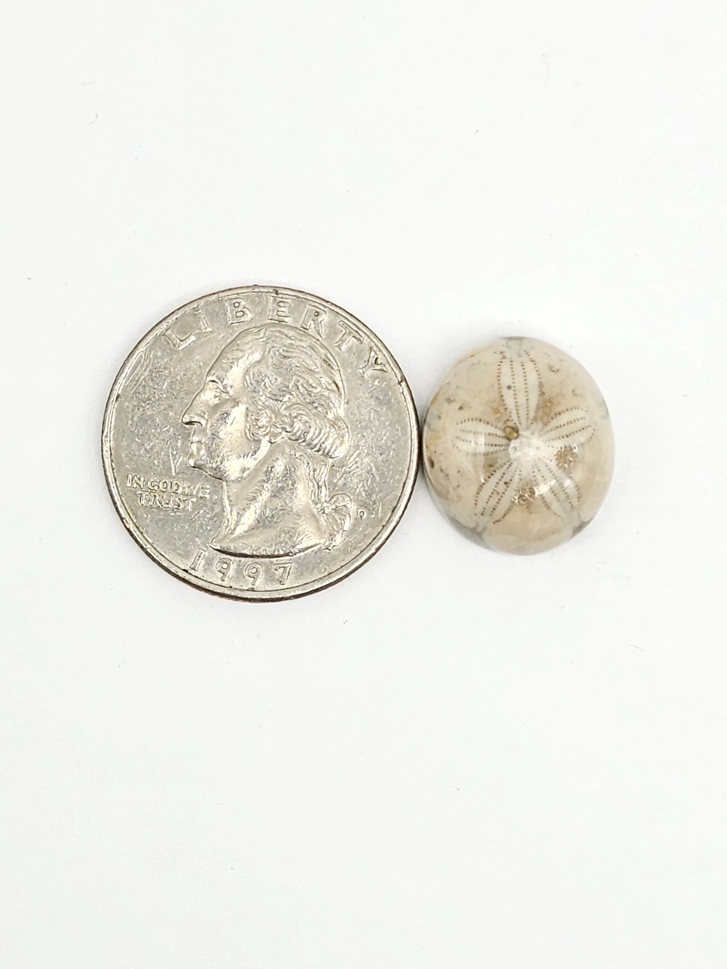 Sea Urchin (Sand Dollar) Fossil Cabochon – Mexican Echinoid