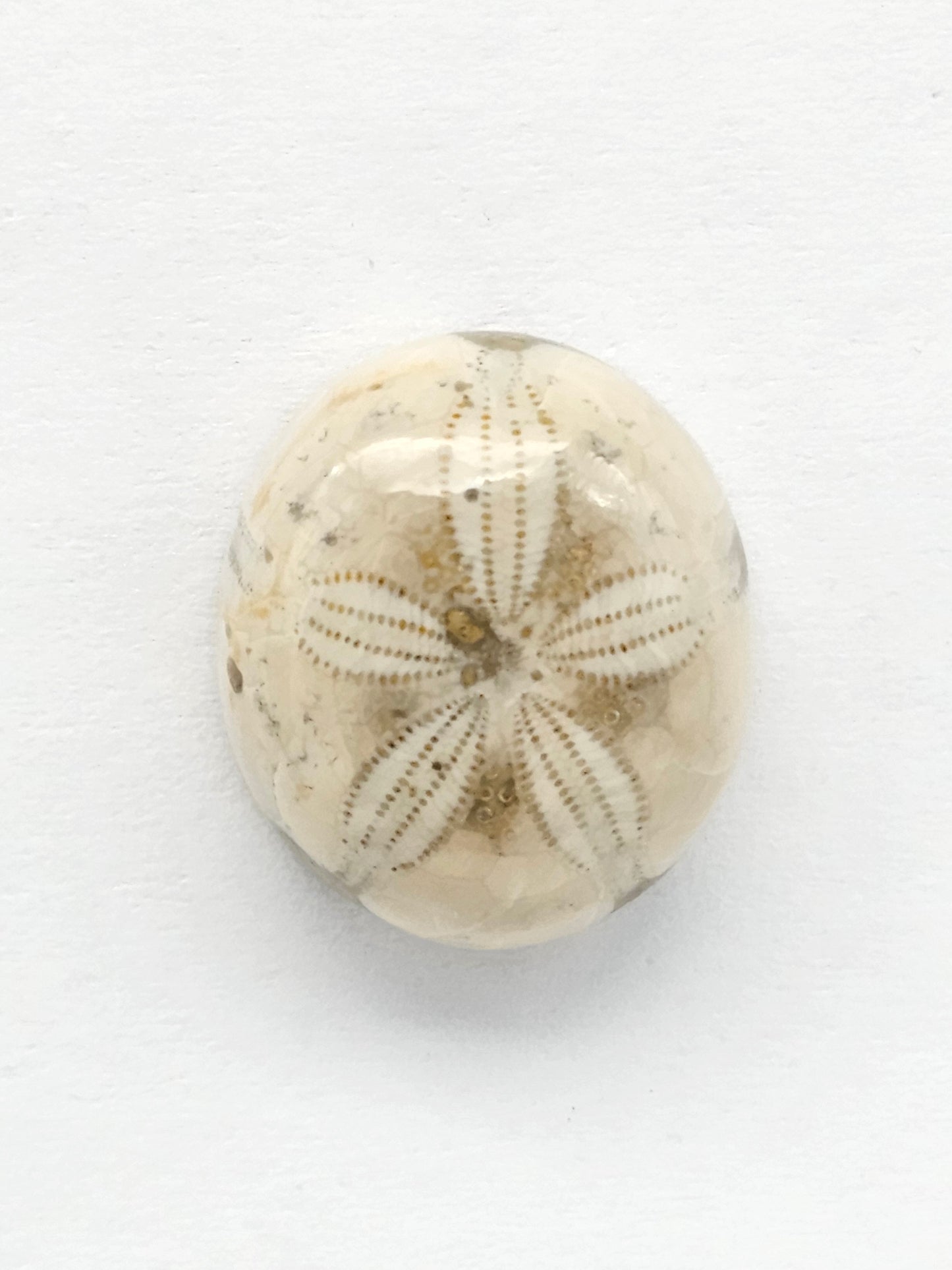 Sea Urchin (Sand Dollar) Fossil Cabochon – Mexican Echinoid