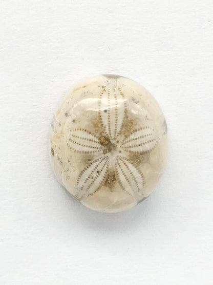 Sea Urchin (Sand Dollar) Fossil Cabochon – Mexican Echinoid