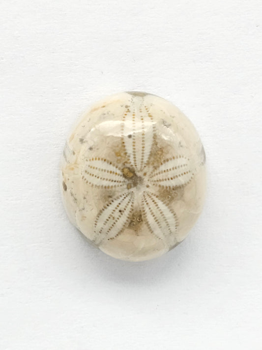 Sea Urchin (Sand Dollar) Fossil Cabochon – Mexican Echinoid