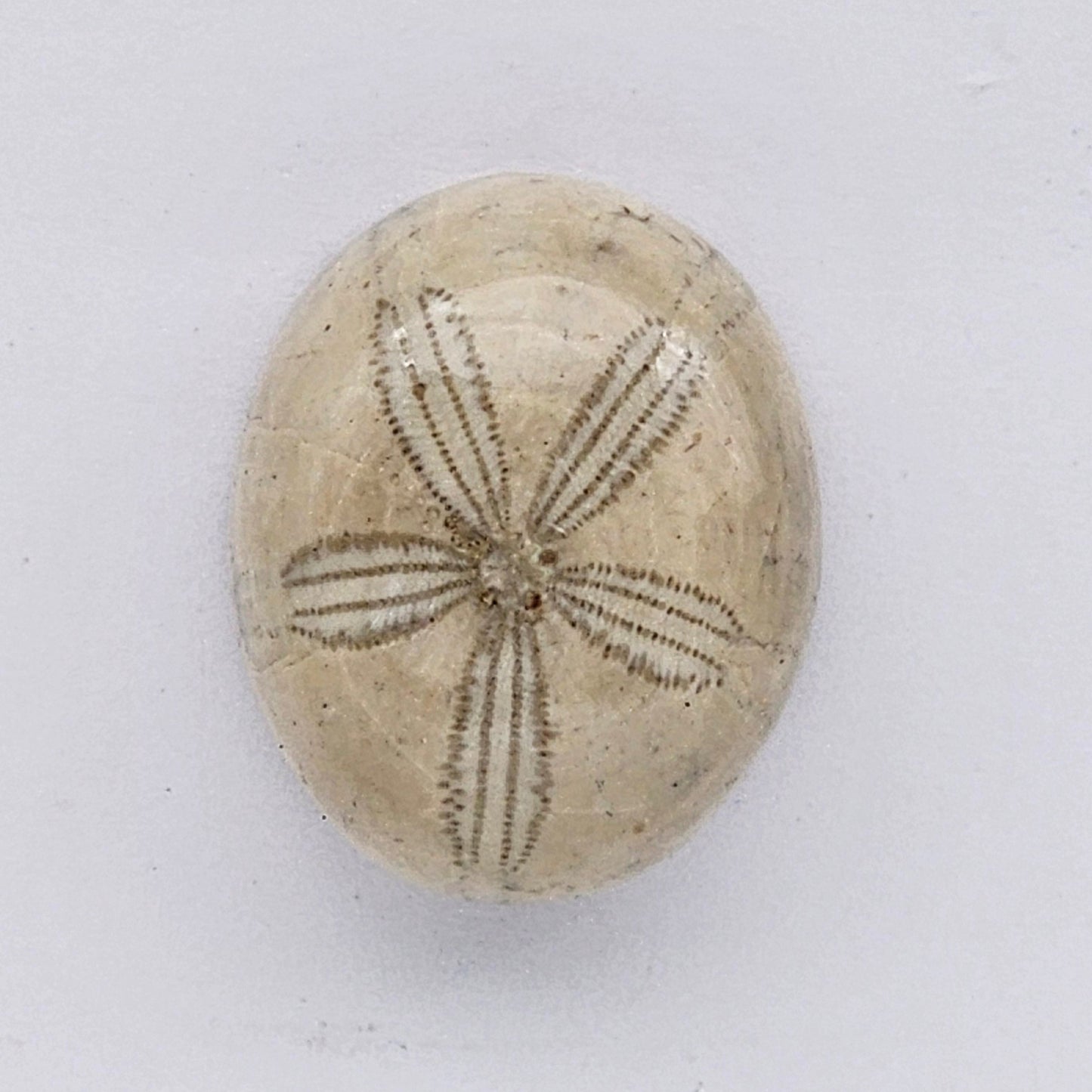 Sand Dollar fossil large