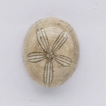 Sand Dollar fossil large