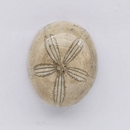 Sand Dollar fossil large