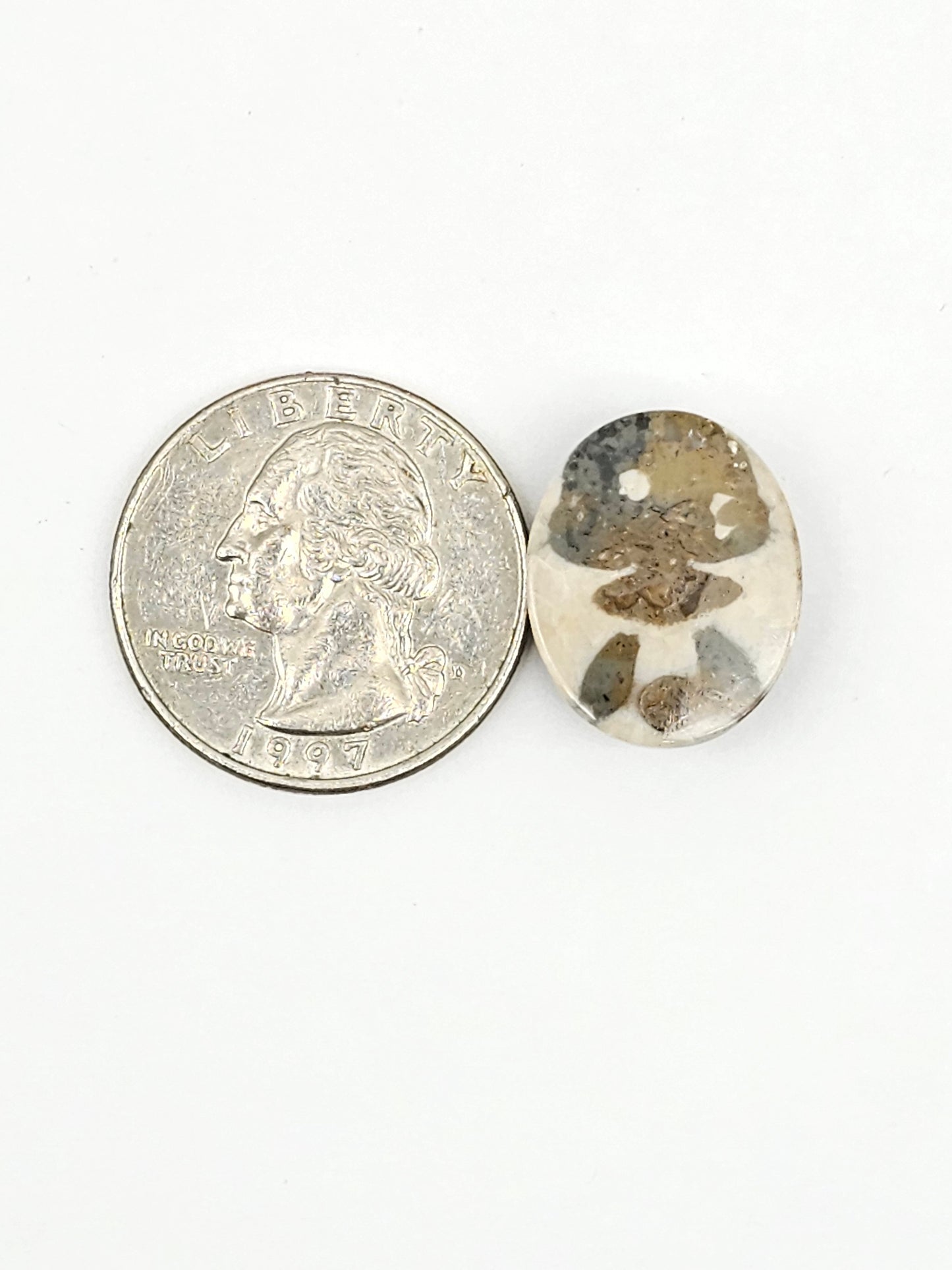 Sea Urchin (Sand Dollar) Fossil Cabochon – Mexican Echinoid
