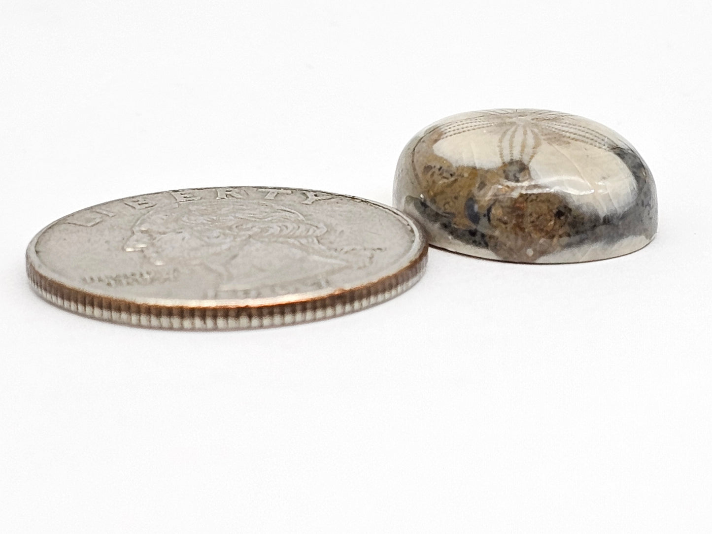 Sea Urchin (Sand Dollar) Fossil Cabochon – Mexican Echinoid
