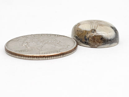 Sea Urchin (Sand Dollar) Fossil Cabochon – Mexican Echinoid