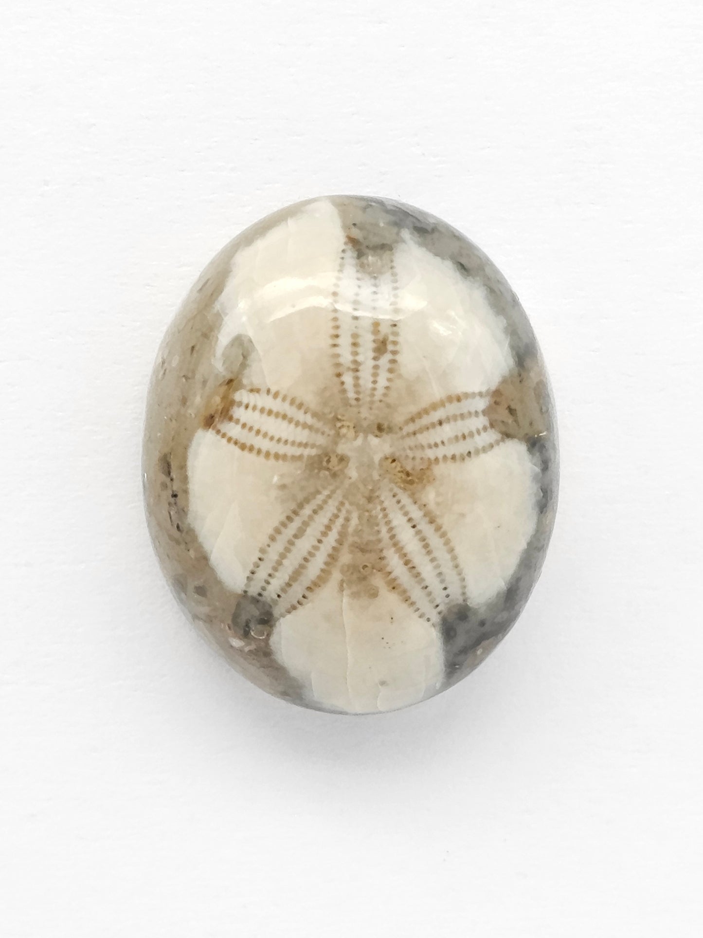 Sea Urchin (Sand Dollar) Fossil Cabochon – Mexican Echinoid