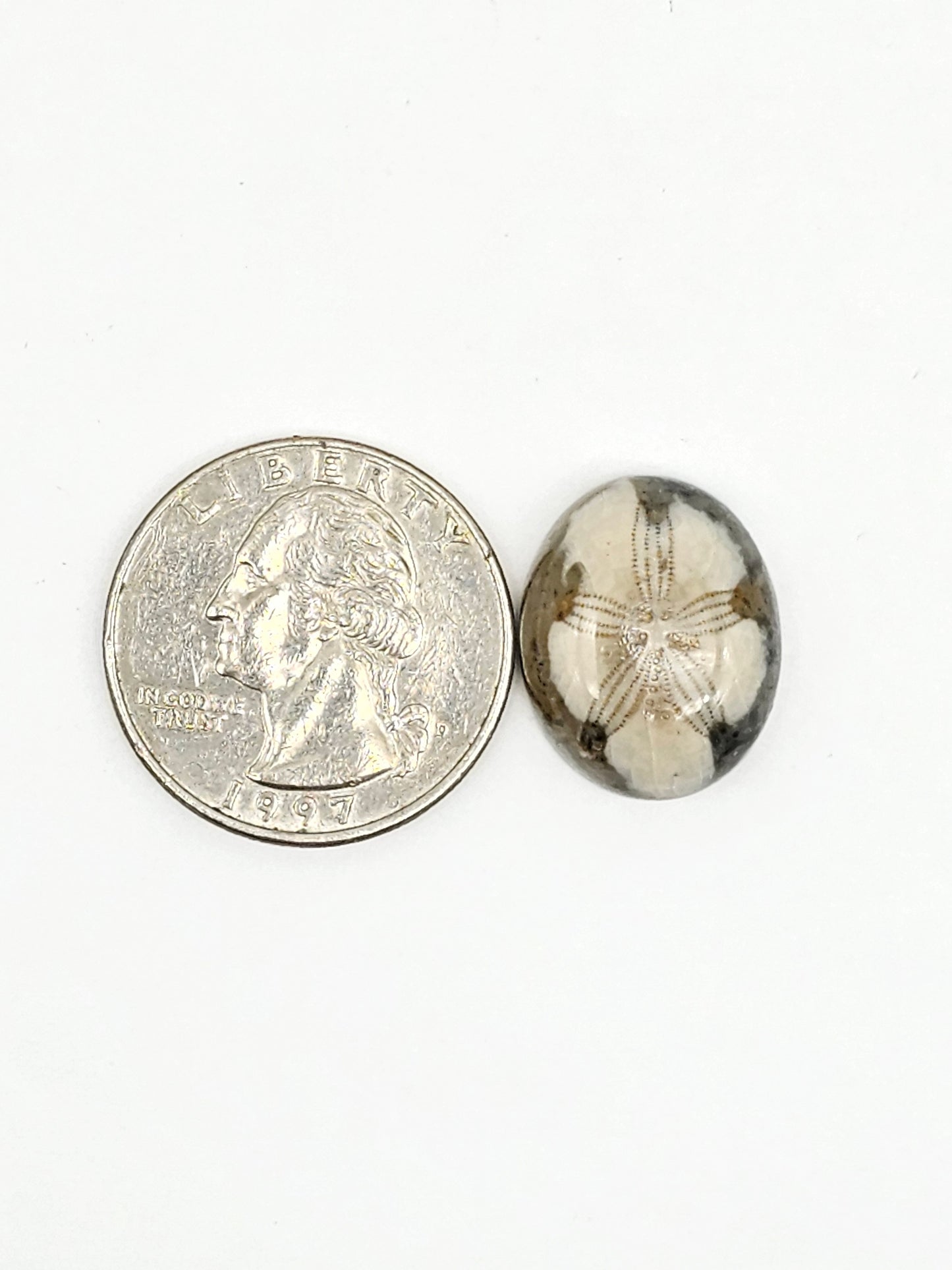 Sea Urchin (Sand Dollar) Fossil Cabochon – Mexican Echinoid