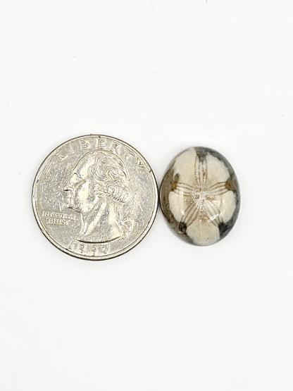 Sea Urchin (Sand Dollar) Fossil Cabochon – Mexican Echinoid