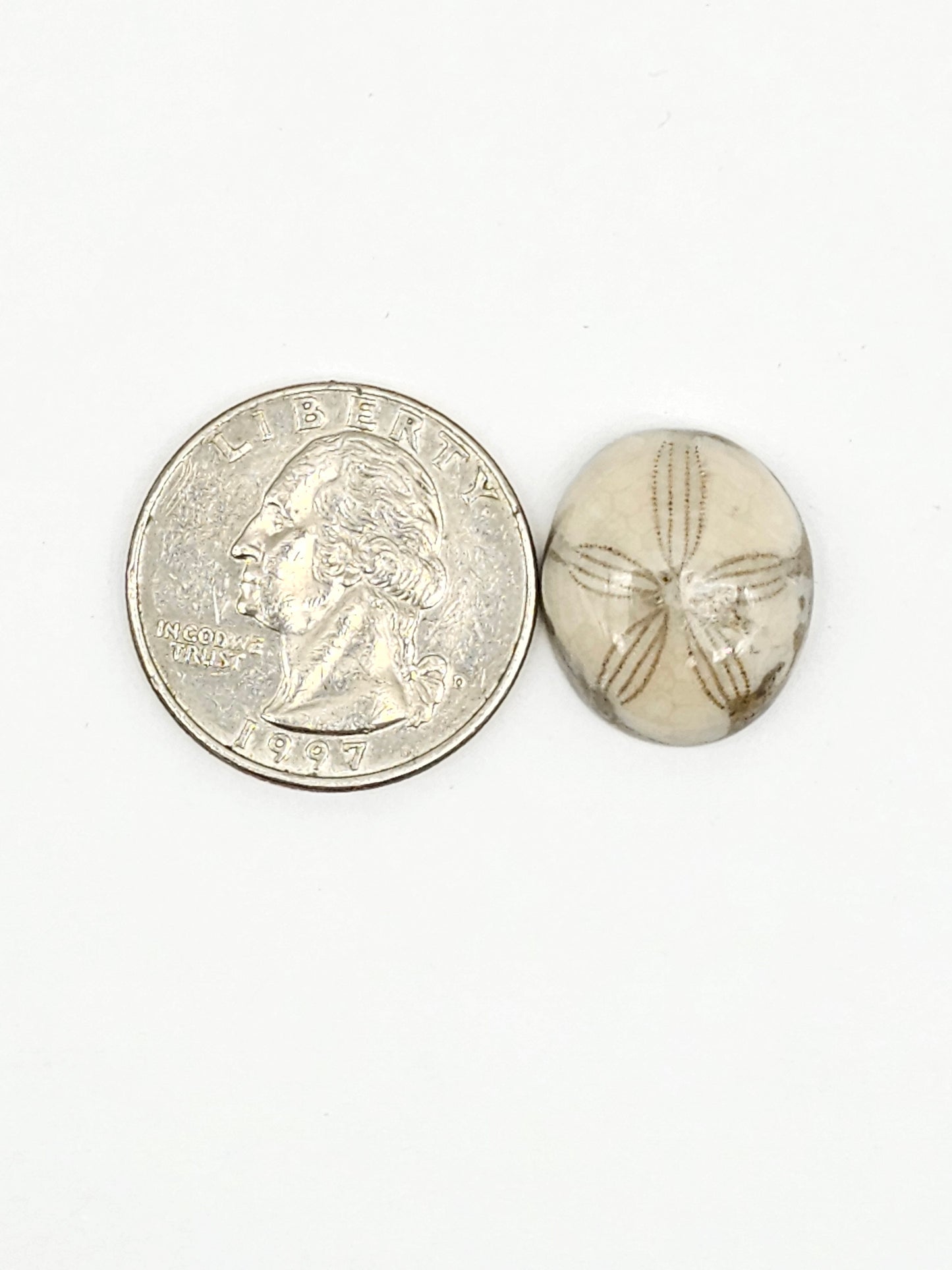 Sea Urchin (Sand Dollar) Fossil Cabochon – Mexican Echinoid