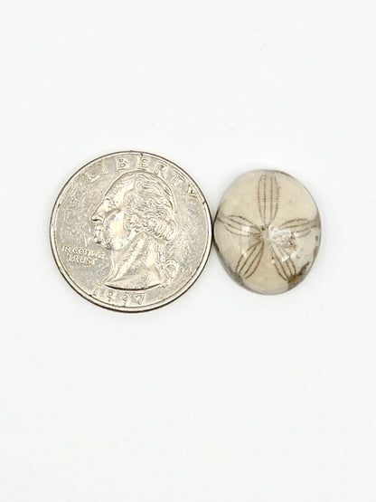 Sea Urchin (Sand Dollar) Fossil Cabochon – Mexican Echinoid