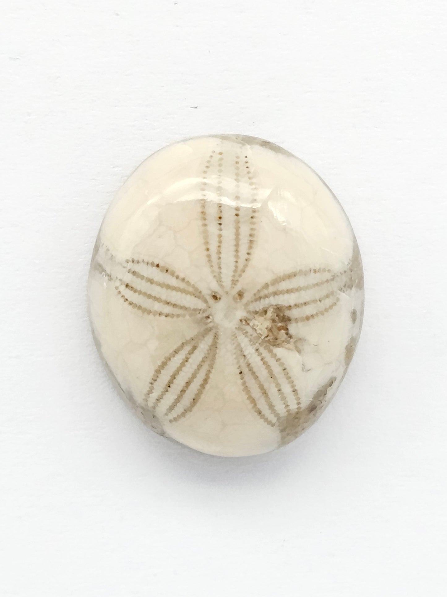 Sea Urchin (Sand Dollar) Fossil Cabochon – Mexican Echinoid