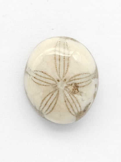 Sea Urchin (Sand Dollar) Fossil Cabochon – Mexican Echinoid