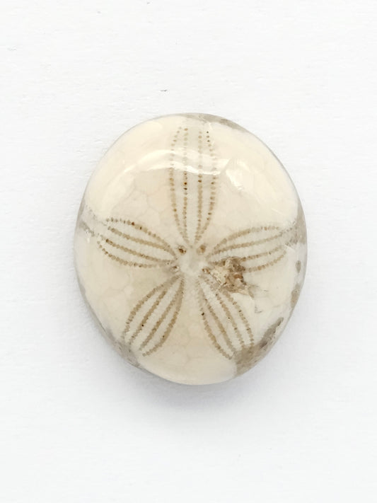 Sea Urchin (Sand Dollar) Fossil Cabochon – Mexican Echinoid
