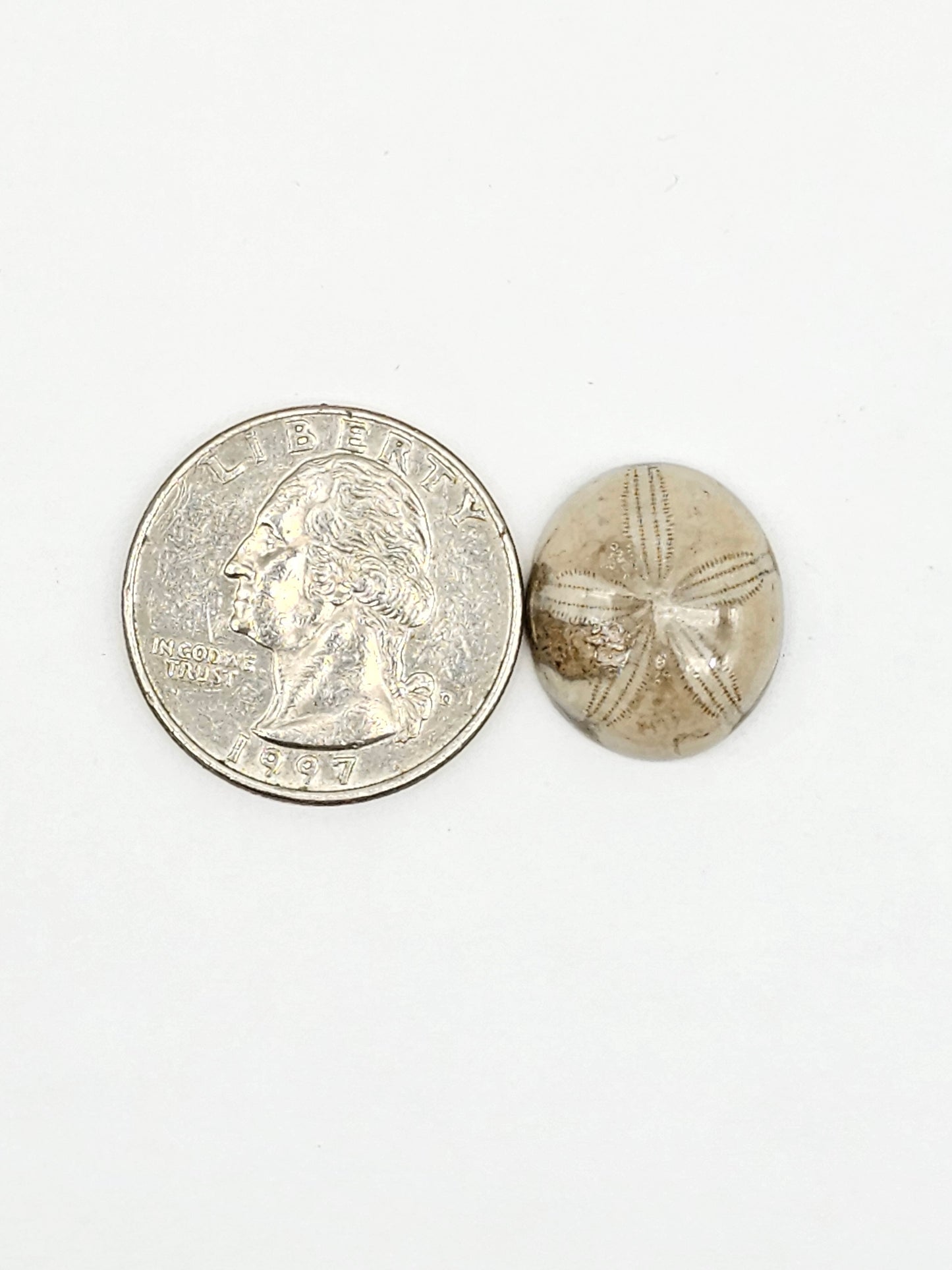 Sea Urchin (Sand Dollar) Fossil Cabochon – Mexican Echinoid