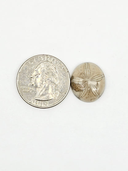 Sea Urchin (Sand Dollar) Fossil Cabochon – Mexican Echinoid
