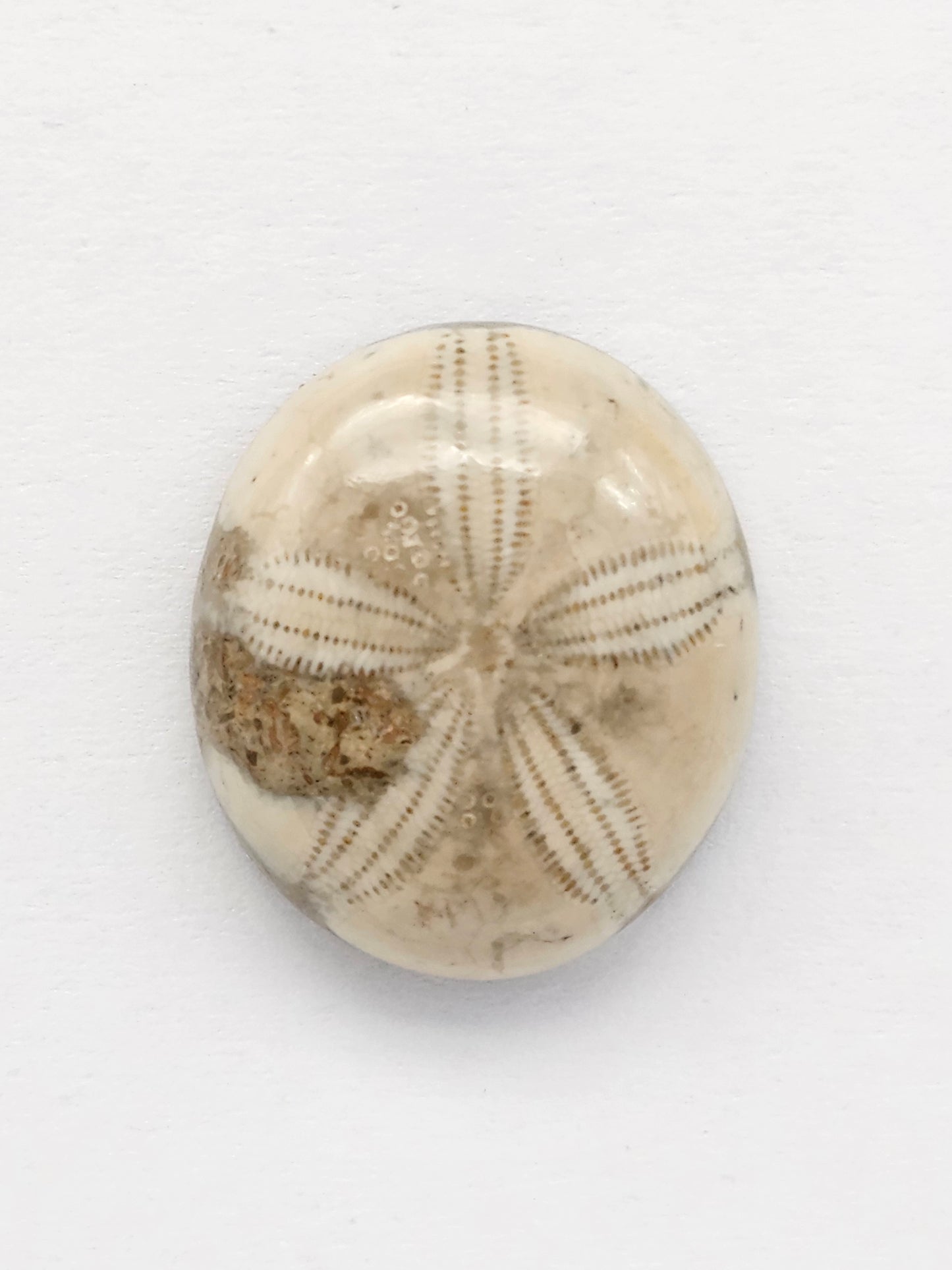 Sea Urchin (Sand Dollar) Fossil Cabochon – Mexican Echinoid