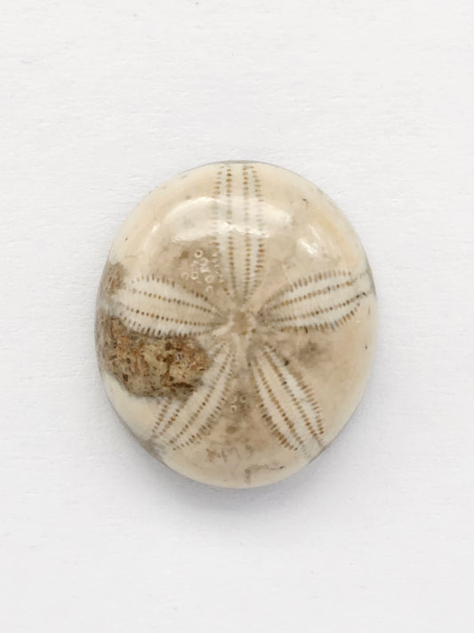 Sea Urchin (Sand Dollar) Fossil Cabochon – Mexican Echinoid