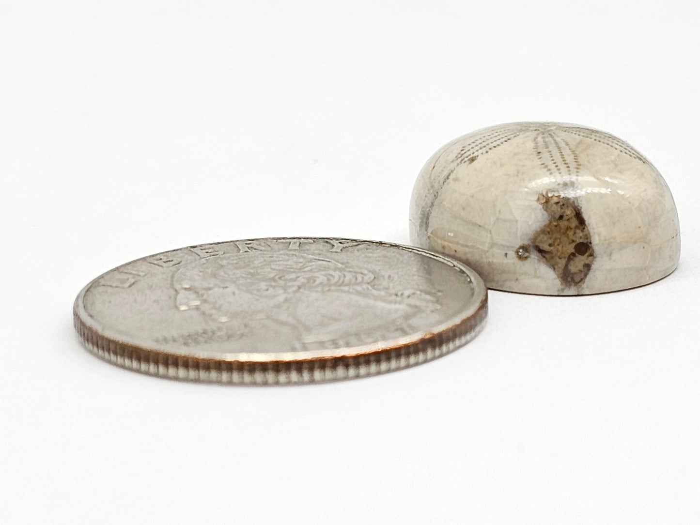 Sea Urchin (Sand Dollar) Fossil Cabochon – Mexican Echinoid