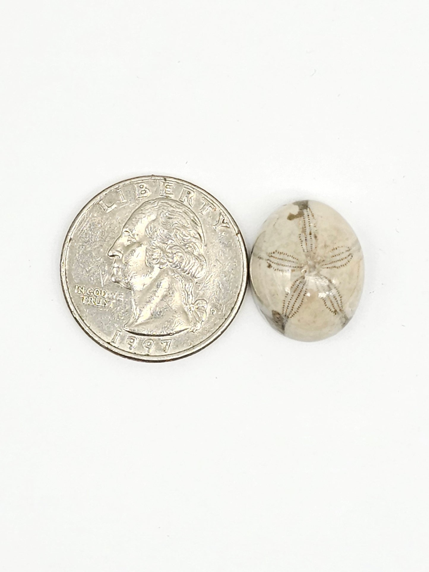 Sea Urchin (Sand Dollar) Fossil Cabochon – Mexican Echinoid