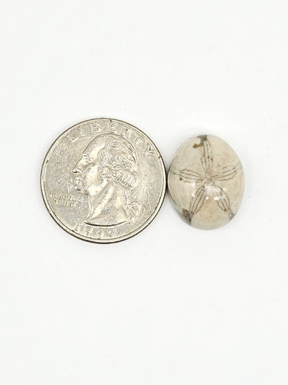 Sea Urchin (Sand Dollar) Fossil Cabochon – Mexican Echinoid