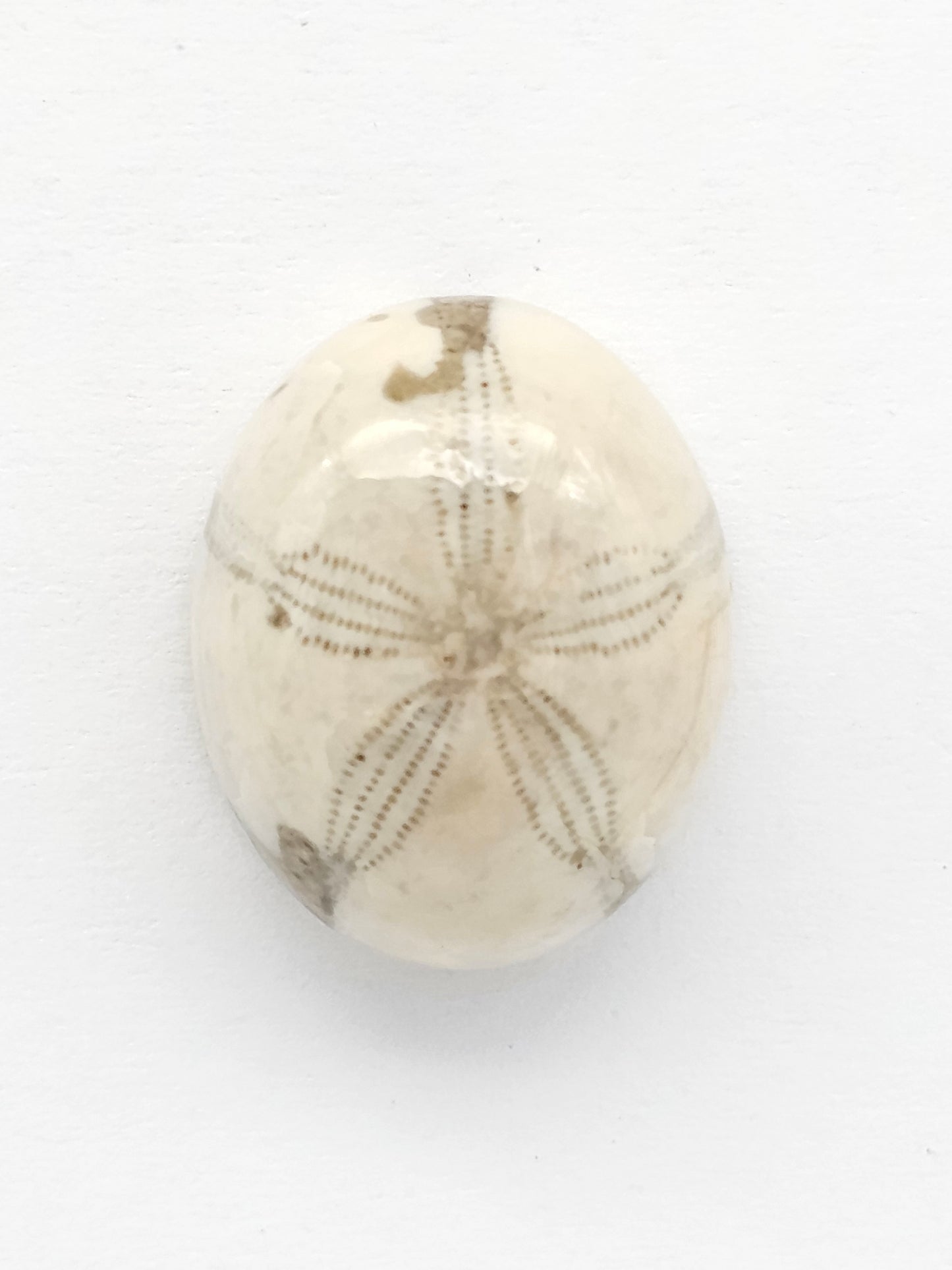 Sea Urchin (Sand Dollar) Fossil Cabochon – Mexican Echinoid