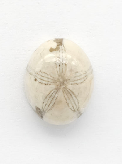 Sea Urchin (Sand Dollar) Fossil Cabochon – Mexican Echinoid