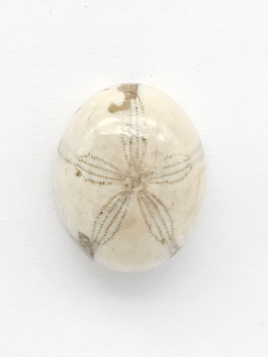 Sea Urchin (Sand Dollar) Fossil Cabochon – Mexican Echinoid