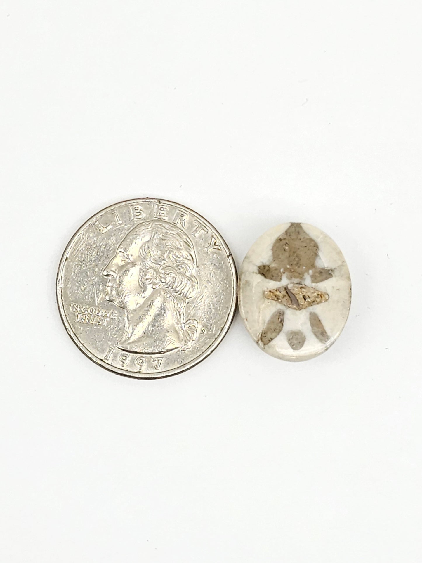 Sea Urchin (Sand Dollar) Fossil Cabochon – Mexican Echinoid