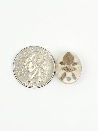 Sea Urchin (Sand Dollar) Fossil Cabochon – Mexican Echinoid