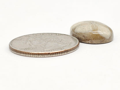 Sea Urchin (Sand Dollar) Fossil Cabochon – Mexican Echinoid