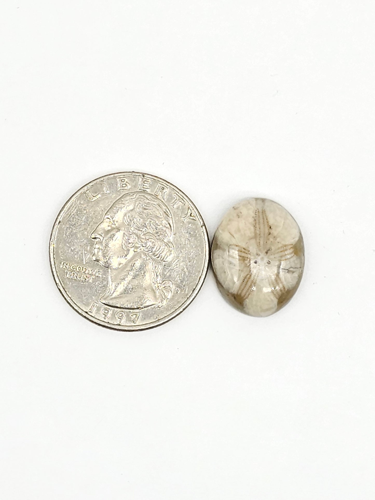 Sea Urchin (Sand Dollar) Fossil Cabochon – Mexican Echinoid