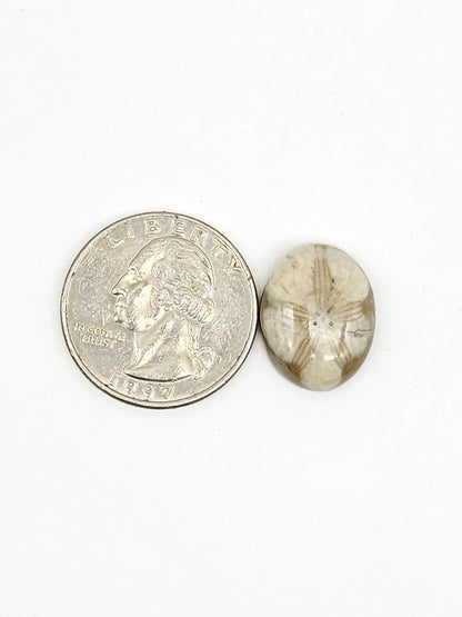 Sea Urchin (Sand Dollar) Fossil Cabochon – Mexican Echinoid