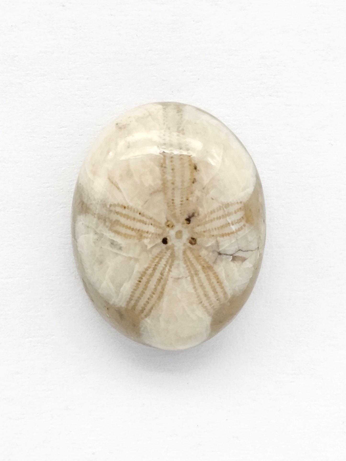 Sea Urchin (Sand Dollar) Fossil Cabochon – Mexican Echinoid