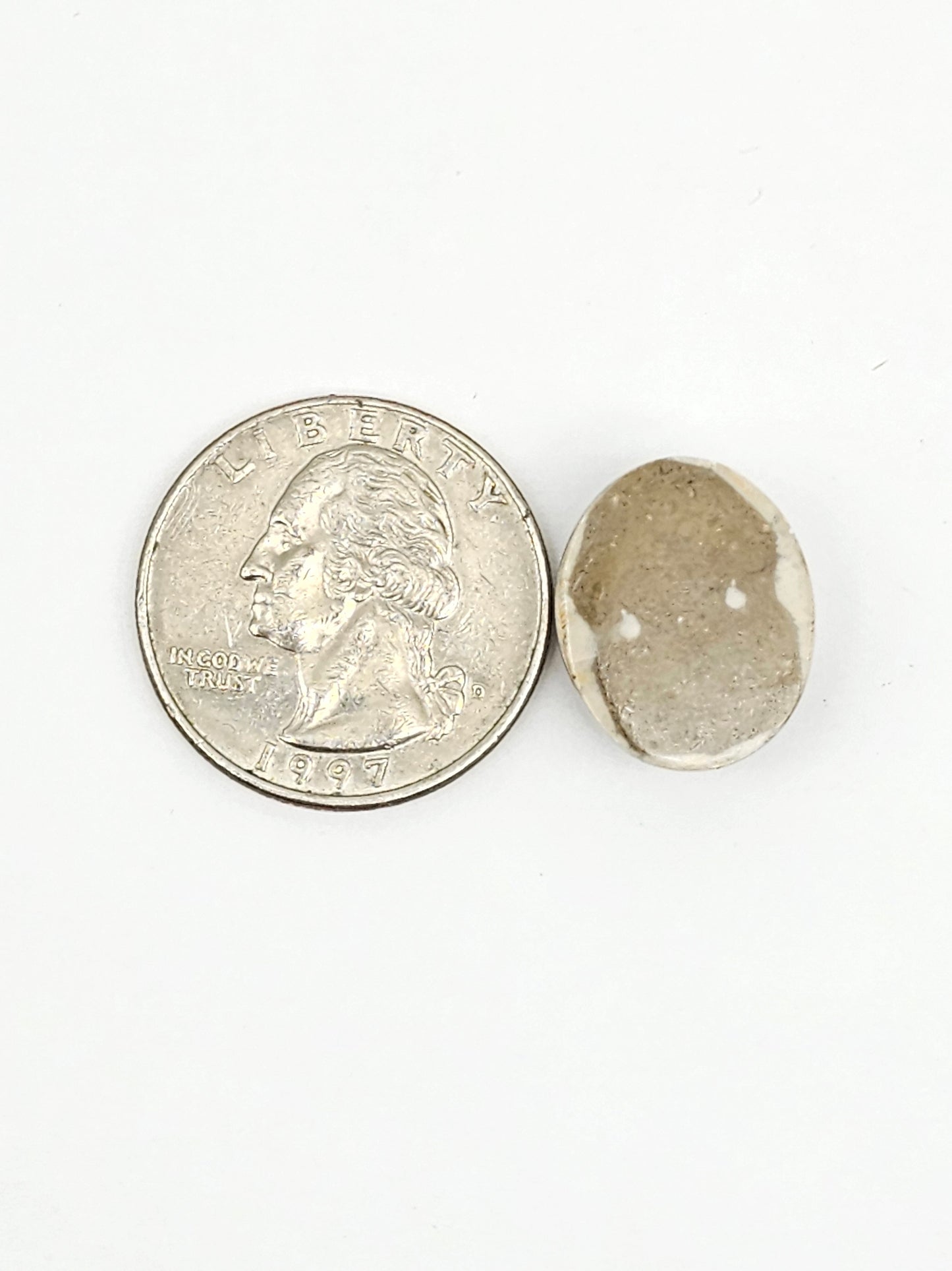 Sea Urchin (Sand Dollar) Fossil Cabochon – Mexican Echinoid
