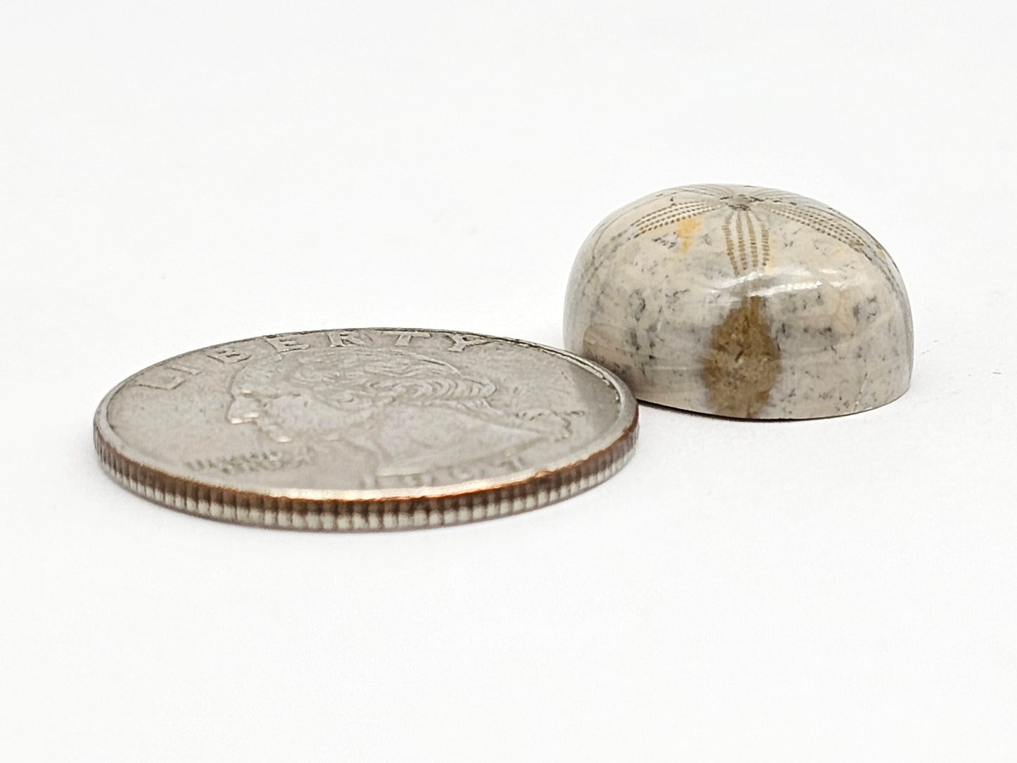 Sea Urchin (Sand Dollar) Fossil Cabochon – Mexican Echinoid