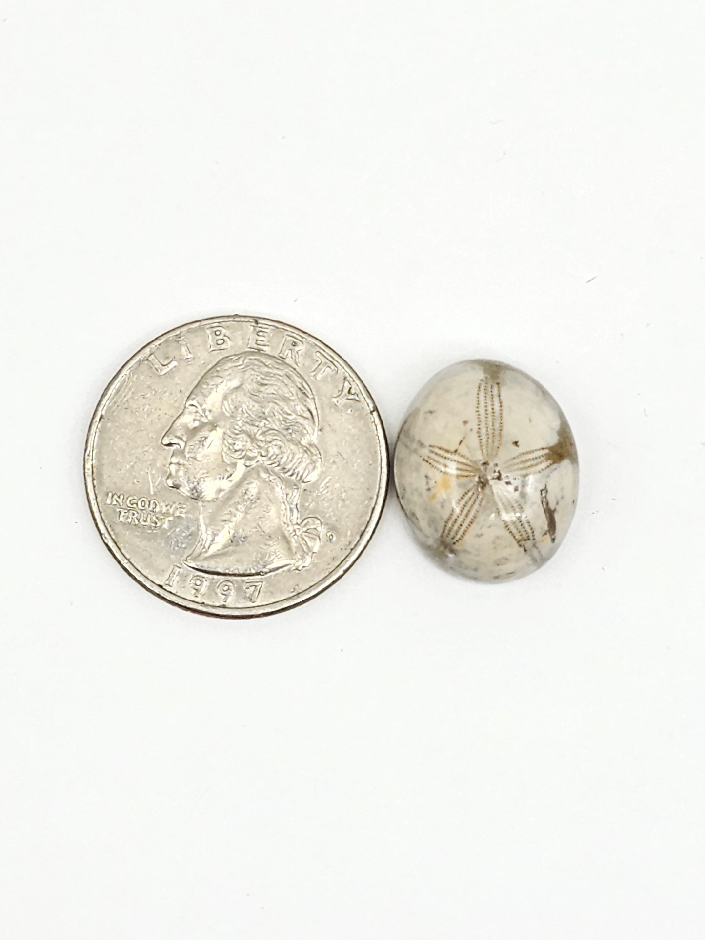 Sea Urchin (Sand Dollar) Fossil Cabochon – Mexican Echinoid